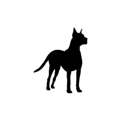 Deutsche Dogge 