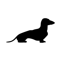 dachshund