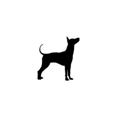 English toy terrier