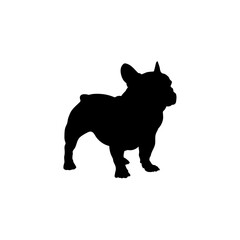 French bulldog