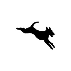 dog jumps 