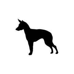 English toy terrier 