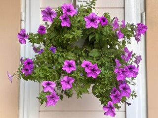 Fototapeta na wymiar Pink petunia in flower pot on the door.