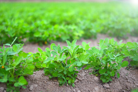 Peanut fields with beautiful rows of bushes and distant sunlight.