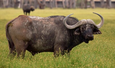  African buffalo in the Nakuru Lake National Park