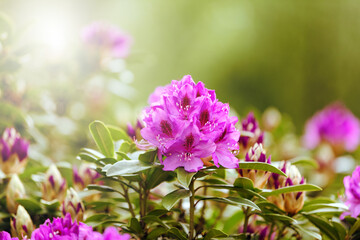Obraz premium Blooming Rhododendron flowers during bright daylight
