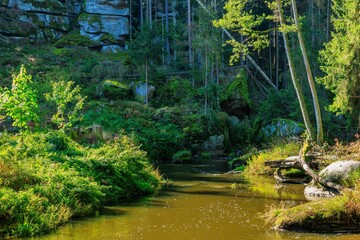 Beautiful shot of a dirty stream in a lush green forest in Bayern, Germany