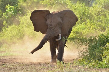 African Elephant in Lake Manyara Mational Park