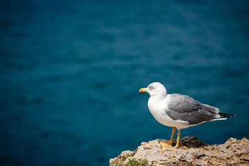 seagull on the rocks of algarve portugal