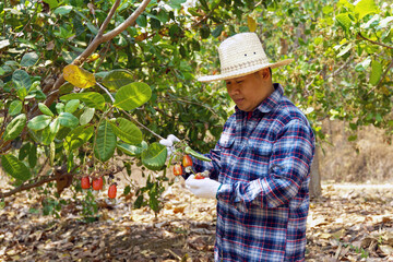 Farmers take bunches of cashews from the trees to inspect the quality of the produce. soft and...