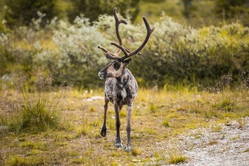 Reindeer standing in the green field