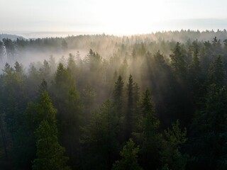 Aerial view of the foggy forest with lush fir trees under the sunrise sunlight rays