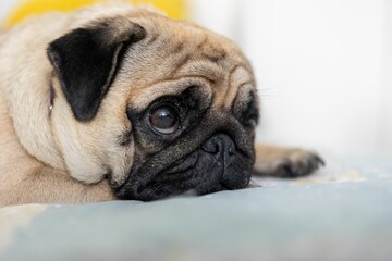 Closeup shot of a cute pug dog with big adorable eyes lying on a bad indoors