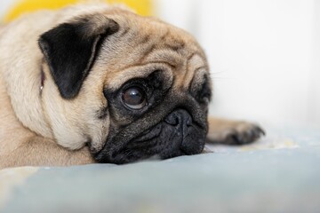 Obraz premium Closeup shot of a cute pug dog with big adorable eyes lying on a bad indoors