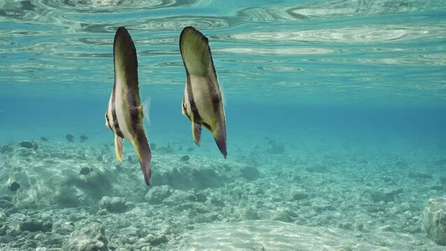 Two baby Bat fish swims underwater on shallow water, Slow motion. Pair of juvenile Batfish (Platax orbicularis) swim under surface of blue water reflecting off it, in shallow water on sunny day