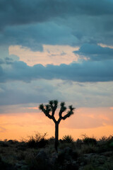 Silhouette of a Joshua tree at sunset in the Joshua Tree national park, California