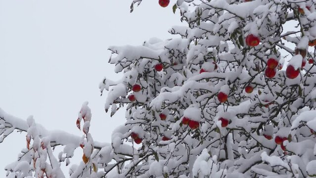 apples on the tree in winter,red apples covered with snow on a tree, food for animals in winter
