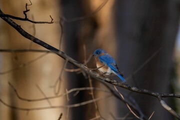 Beautiful blue bird perched on branch against blur background