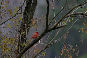 Fluffy Northern cardinal (Cardinalis cardinalis) perched on a tree during the cold weather in fall
