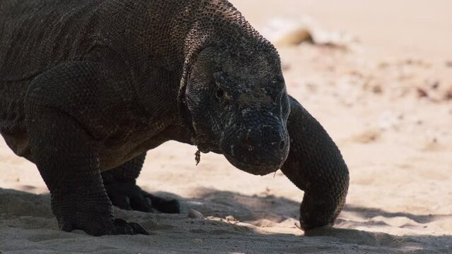 Komodo Dragon walking and sticking its tongue out on Komodo Island in Indonesia