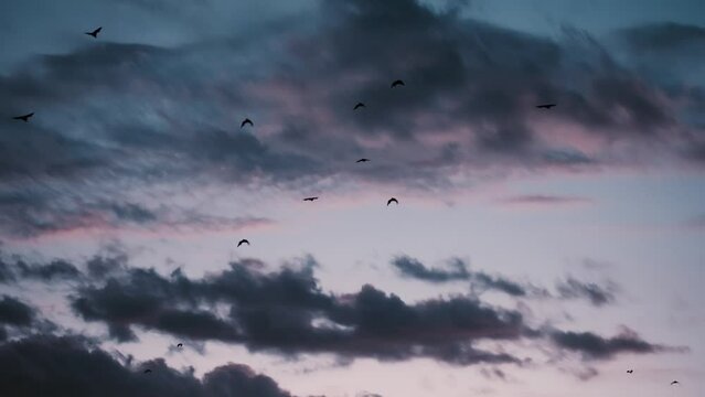 Bats flying in the sunset sky in Indonesia