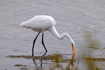 White great egret standing and drinking water
