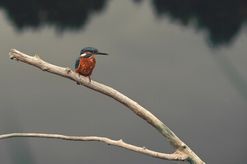 Closeup shot of the common kingfisher perched on a bare branch on a lake background in Norfolk, UK