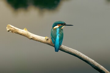 Closeup shot of the common kingfisher perched on a bare branch on a lake background in Norfolk, UK