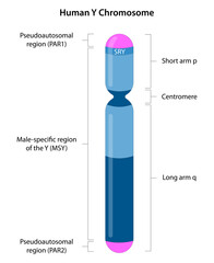 The Y chromosome is the male sex chromosome. The most important Y chromosome gene is SRY, which is the gene responsible for the formation of testes and masculine features.