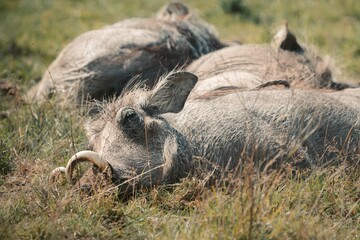 Closeup of warty pigs sleeping on the grass