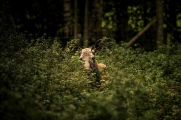 European moose hiding in the green bushes