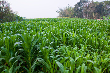 corn field with green leaves, closeup of photo with selective focus