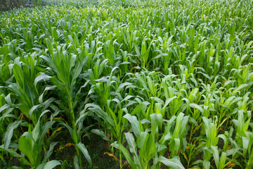 corn field with green leaves, closeup of photo with selective focus
