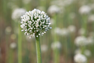 Beautiful White Onion Flower with Blurry Background. Selective Focus