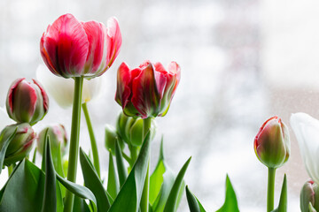 Tulip flowers are on a windowsill, close-up photo