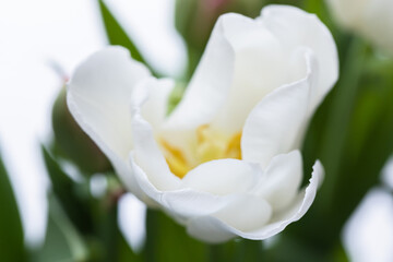 Fototapeta na wymiar Red tulip flower, macro photo with soft focus