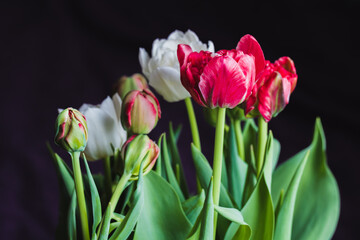 Colorful tulip flowers are over dark background, close-up studio shot