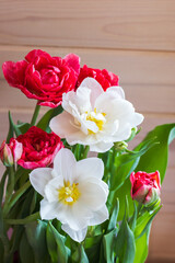 Bouquet of red and white tulip flowers, close up