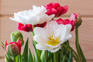 Bouquet of red and white tulip flowers, close-up photo