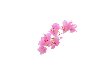 Pink bougainvillea flower isolated on white background, clipping path included