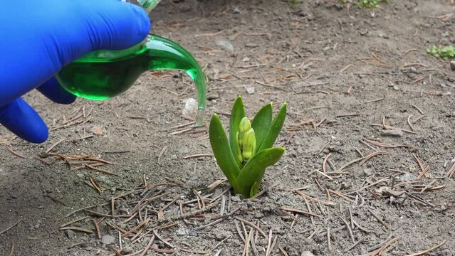 Close-up, scientist dripping green protective medicine from laboratory to young plant, development of substances to protect young plants