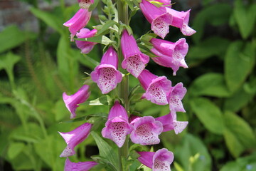 The Flower Heads of a Beautiful Foxglove Plant.