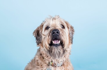 Closeup shot of an adorable Wheaten Terrier dog sitting in front of a light blue background