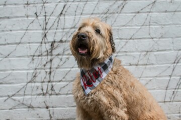 Portrait of Soft-coated Wheaten Terrier dog in checkered bandana saying 