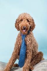 Vertical portrait of Labradoodle dog in blue tie sitting on the pillow on light blue background