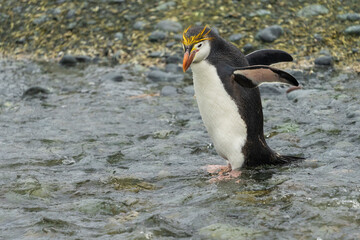 Fototapeta na wymiar Royal Penguin (Eudyptes schlegeli)
