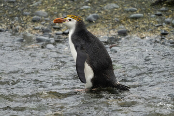 Royal Penguin (Eudyptes schlegeli)