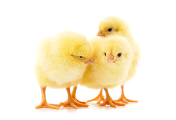 Many small chickens.