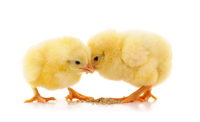 Two small chickens eat grain.