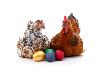 Two brown chickens with eggs.